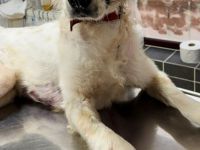 Rosalie – vom Leben gezeichnet, aber voller Liebe!!