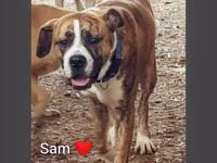 Wunderschöner Sam möchte dein Lebensbegleiter sein!