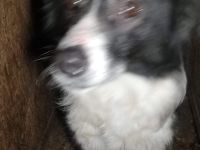 Wer holt Samatha nach Hause und zeigt ihr wie schön das Leben in einem richtigen Zuhause sein kann?