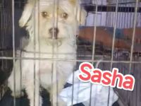 SASHA – Kleiner Wuschel auf großer Suche nach seinem Glück...