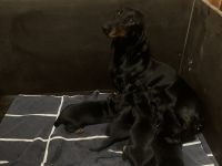 Dackel vom Sodener Salztal