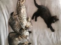 Katzenbabys, Kitten, BKH, Kätzchen, junge Katzen, Babies, Katzenkinder