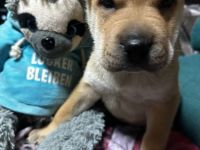 Husky Sharpei Mix Welpen