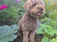 Reinrassige Lagotto Romagnolo Welpen