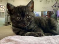 BKH Kitten ab 12 Wochen abgabebereit