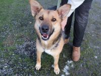 Freundliche Louve sucht ihre Menschen