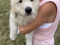 Pyrenäenberghund Welpen suchen ein neues geeignetes zu Hause