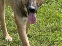 Familienhund sucht sein Heim 🤎 Welpe