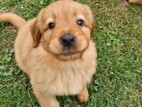 Rot blonder Hovawart Rüde aus 20 Jahren Zucht