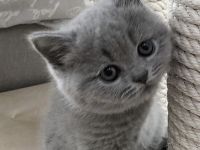 Süßes BKH Kitten sucht neues Zuhause