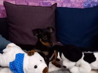 Zwergpinscher