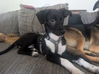 Kiki sucht ihre Familie❤️