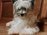 Powderpuff Hündin Tao