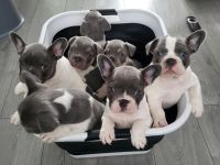 Französische Bulldogge