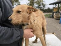 Csabi-terrierMix- geb. ca 11/22, ca. 45cm