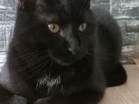 Bobby sucht Gleichgesinnten und Freigang