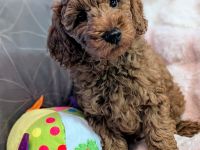 Kleinpudel Welpen mit Stammbaum suchen liebevolle Zuhause