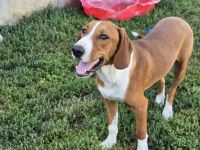 Vincent – Ein kleiner Charmeur mit großer Abenteuerlust sucht sein Zuhause!