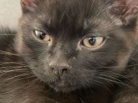 BKH + EKH Katzen MiX