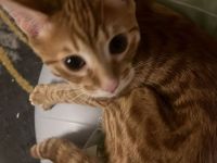 Ein Kätzchen / Reinrassiger Bengal