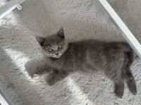 Bkh Kitten Blue und Blue Taby