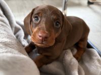 Kurzhaardackelwelpen