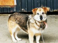 Dee, Schäferhundmix, sucht hunderfahrene Besitzer