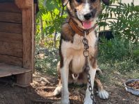 Brownie – Ein treuer Rüde sucht sein Für-Immer-Zuhause🏡🐶