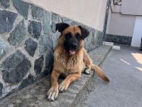 Lana – Die sanfte Seele sucht ihr für immer Zuhause🍀🐶