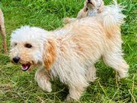 Zwergpudel Apricot Welpe 6 Monate