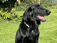 Flat Coated Retriever Deckrüde