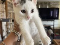 Türkische Angora kitten mix