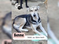 Menschenbezogener BENNE