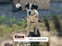 Schüchterne KLARA mit viel Potenzial