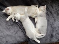 Britisch Kurzhaar Kitten