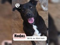 Liebevolle NADAS sucht liebevolle Menschen