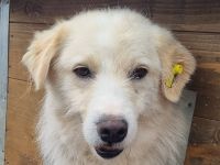 Tibo, hübscher Rüde mit Potenzial, 3 Jahre, 55 cm