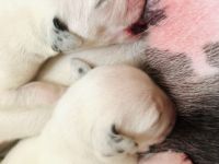 Dalmatiner Welpen, Familienhunde