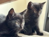 3 Kitten in liebevolle Hände abzugeben