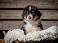 Australian Shepherd Welpen
