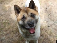 Hatschi, Akita Inu, geb. 2018, großer Teddybär sucht Haus und Hof