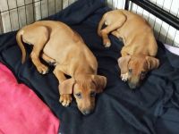 Rhodesian Ridgeback Welpen (nur noch zwei Mädchen)