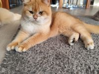 BKH Gold Shaded Farben Deckkater.