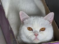 Bkh Kater, Sehr Lieb & Verschmust inkl. Zubehör !