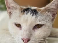 Lucia, geb. ca. 08/2024, lebt in GRIECHENLAND, auf einer privaten Pflegestelle