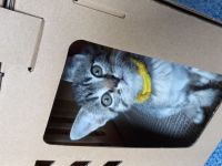 Donskoy Sphynx Kitten