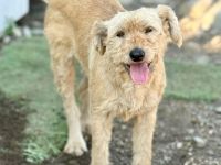 Lioba, 4 Jahre alt, möchte endlich ein Fürimmerzuhause