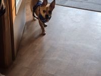 Kleiner Fratz abzugeben