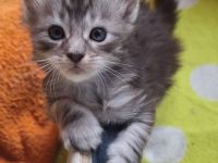 Bezaubernde Maine Coon Kitten zu verkaufen