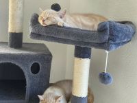 🩵 2 Britisch Kurzhaar BKH Kitten Kater Creme und Creme-weiß